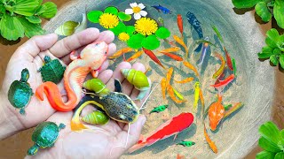 Collection Amazing Catch Turtles, Axolotls Fish, Ornamental Catfish, Snails & Ornamental Fish Video by Uri Fishing 74,659 views 3 weeks ago 43 minutes