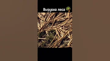 Вот к чему приводит вырубка леса  #shorts