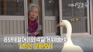 이젠 반항하기 시작했다?! 할머니 말에 한마디도 안 지고 말대꾸하는 미운 네 살 거위 빠부 모아보기 | 마지막화까지 풀버전! | KBS 단짝 2015 방송