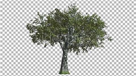 White Oak Tree is Swaying at The Wind Green Tree | Motion Graphics - Envato elements