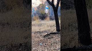 #hunting Hatsan mod 125 vortex sniper 30 metre 5.5mm dürbün atışları sonucunda ortaya çıkan görüntü