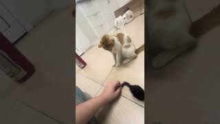 Enjoy some unedited footage of me trying to play w the cats [FIRST LONGFORM]