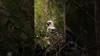 Charming Nestling Of Ornate Hawk-Eagle ♥️🦅