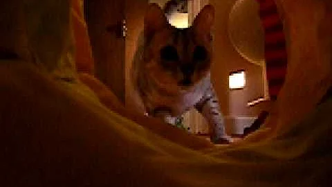 Watch the video about Silver Egyptian Mau called Qetesh at eleven months old