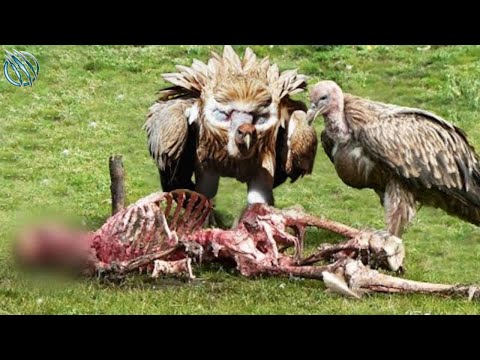 Video: Snow vulture - scavenger ng matataas na bundok