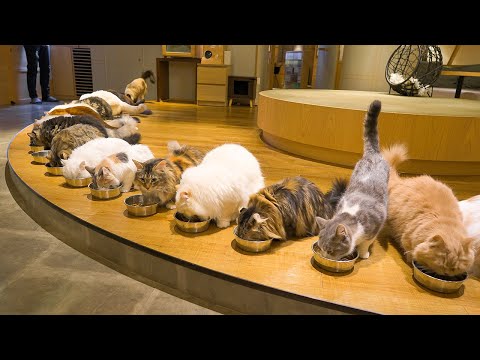 Japonya'daki En Büyük Kedi Kafesini Ziyaret Etmek | Cat Cafe MOCHA Lounge Shinjuku | ASMR