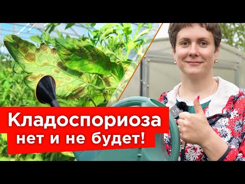 БУРЫЕ ПЯТНА НА ЛИСТЬЯХ ТОМАТОВ? Вот что надо срочно сделать! Чего боится кладоспориоз?