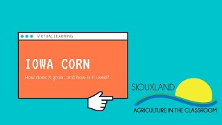 2nd Grade Corn Lesson (October)