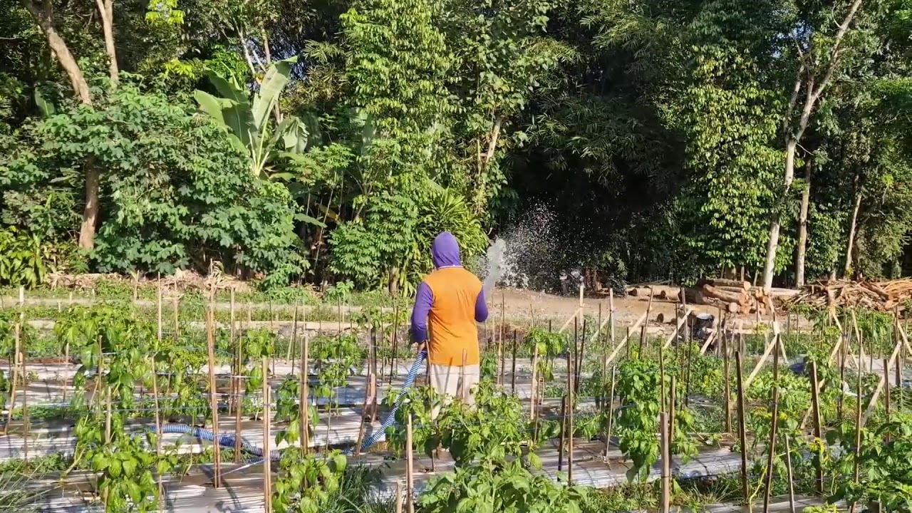 KEEP YOUR PLANTATION THRIVING WITH THIS EASY HOSE WATERING TECHNIQUE! -Agriculture Farming