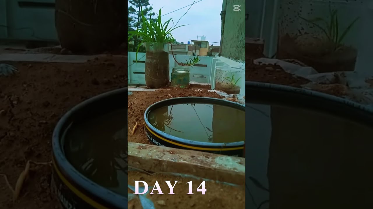 Time lapse of bird water pot | day 11 to 20 