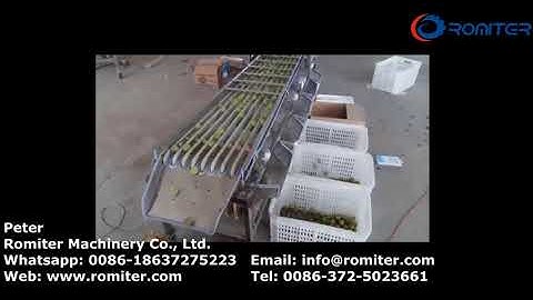 Automatic Greengage Size Grading Sorting Machine