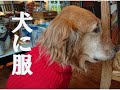【必要？？】犬に洋服って必要か？ドッグトレーナーが解説します！！