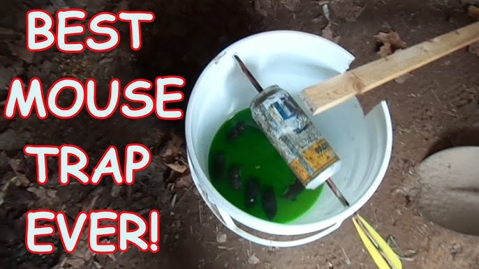 How To Build A Self-Resetting Mouse Trap — These 5-gallon bucket  mouse traps are