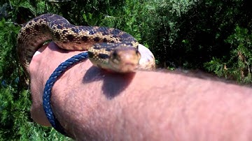 Gopher Snake!~Gene Burnett