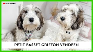This Petit Basset Griffon Vendeen is SO Cute!