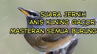 Suara jernih anis kuning gacor(anis siberia) cocok buat masteran semua burung