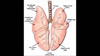 mesothelioma attorney directory