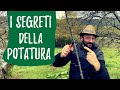 TAGLIO DI RITORNO: potare correttamente