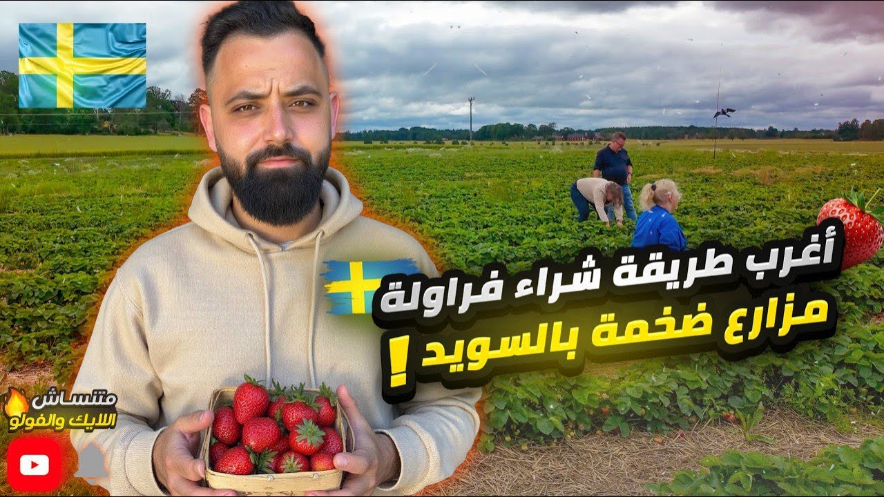 الفرق بين فراولة المزرعة وفراولة السوبرماركت بالسويد