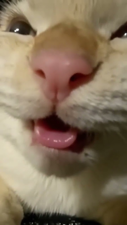 Muehehehe, kucing tertawa #smilingcat #laugh #cat #kucingketawa #meme #oyen #fyp #mycat #bts