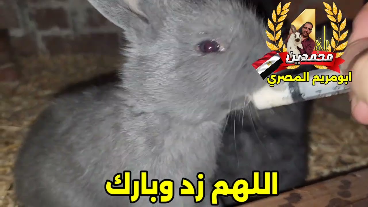 لاول مرة في مصر تربية  ارانب السلالات النقية بالطريقة المصرية🔥❤️