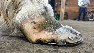 SPECIALIZED HEARTBAR Horseshoe For NEGLECTED Draft Horse!