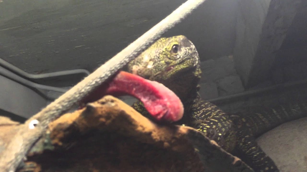 caiman lizard pet Pretty pair of salvadorii eating