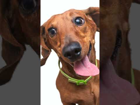 The Dachshund's Surprising History [Complete Guide]