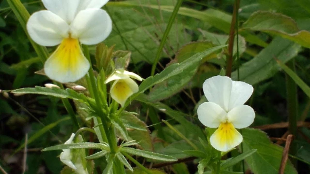 Viola dei campi (Viola arvensis) medicinal plant