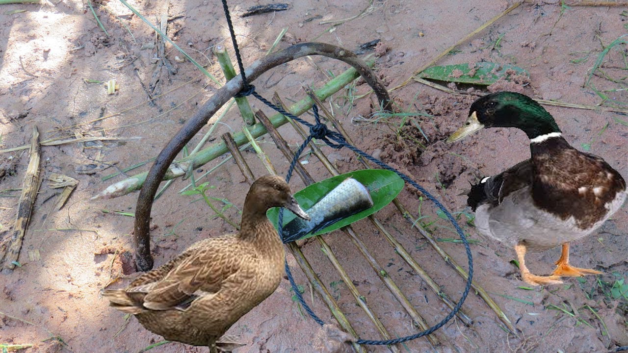 Awesome Quick Duck Trap Using A Leg Snare Platform Trap - Primitive