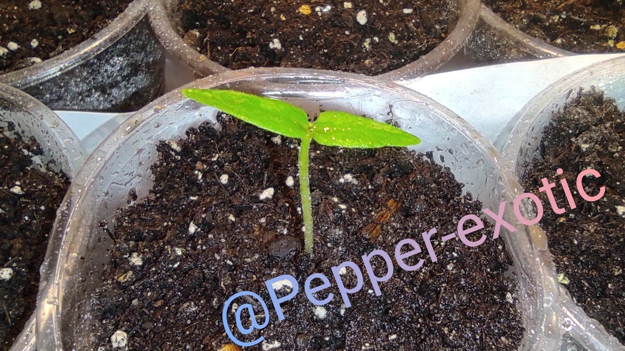 Супер гострі перці. Частина 4. Перші всходи. Вирощування в домашніх умовах.