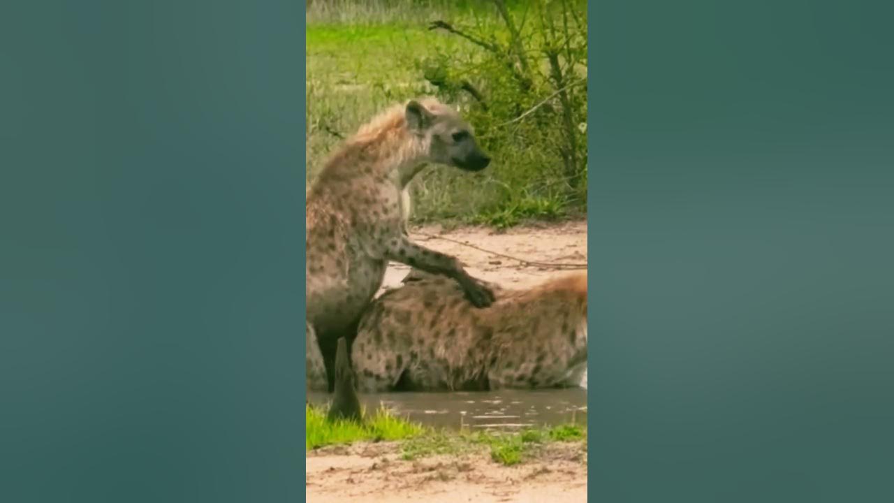 Animals Meeting HYENAS Good Meting. #shorts #hyena #meeting #wildlife