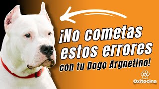 DOGO ARGENTINO: 7 Cosas que NO LE GUSTAN  que Debes Evitar para su Bienestar. by Oxitocina Magazine 1,193 views 10 days ago 10 minutes, 33 seconds