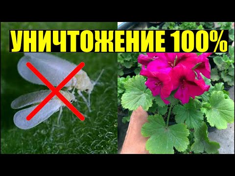 Белокрылка на ГЕРАНИ / ПЕЛАРГОНИИ? САМЫЙ ЭФФЕКТИВНЫЙ ПРЕПАРАТ!
