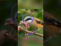 The Butcher Bird's Shocking Secret🐦😱 #animals