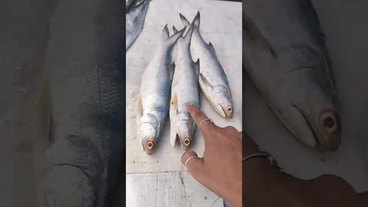 #fish