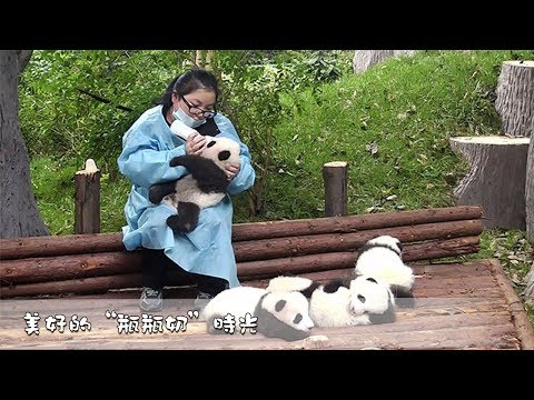 《熊貓主題趴》美好的“瓶瓶奶”时光 | iPanda熊貓頻道