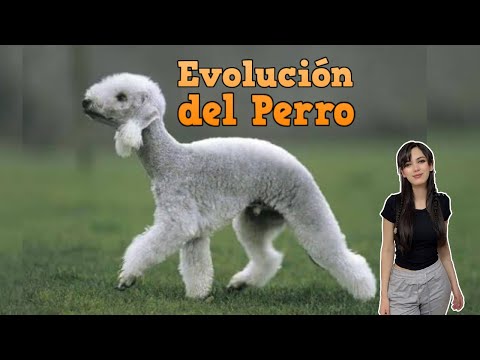 La Evolución de los perros, con: @ruthqfb @EspaciodaVinci @EspabilarioPodcast