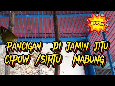 pancingan cipoh sirtu mabung pancingan cipoh sirtu mabung