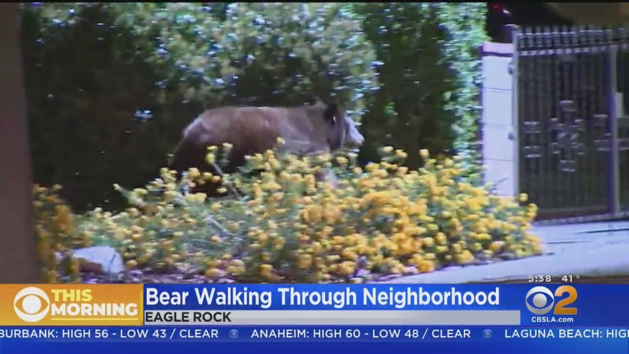 Bear Spotted Meandering Through Eagle Rock Neighborhood