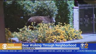 Famous Bear Spotted Meandering Through Eagle Rock Neighborhood Profile