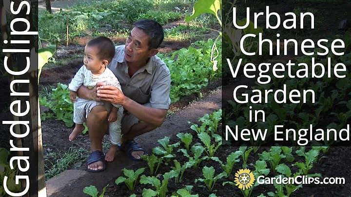 Urban Chinese Vegetable Garden in New Haven, CT - Growing Asian Vegetables in the US - DayDayNews