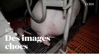 Dans cet élevage intensif du Finistère, des cadavres de porcs jonchent le sol