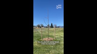 Colorado Springs is planting young trees