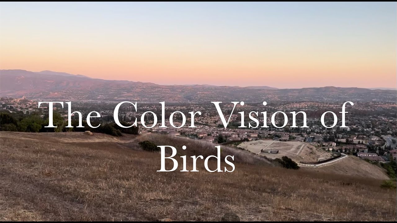 The Color Vision of Birds: Breakthrough Junior Challenge 2023 by Ruilin Zhu