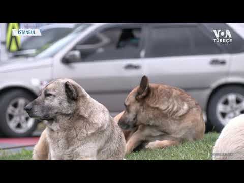 Video: Sokak Köpeklerinin Yaşamına Ham Bir Bakış