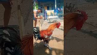 suara merdu ayam pelung 🔥 #viral #fyp #pelungkutanagara
