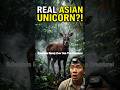 Saola – The Rarest Animal You’ve Never Seen! #shorts