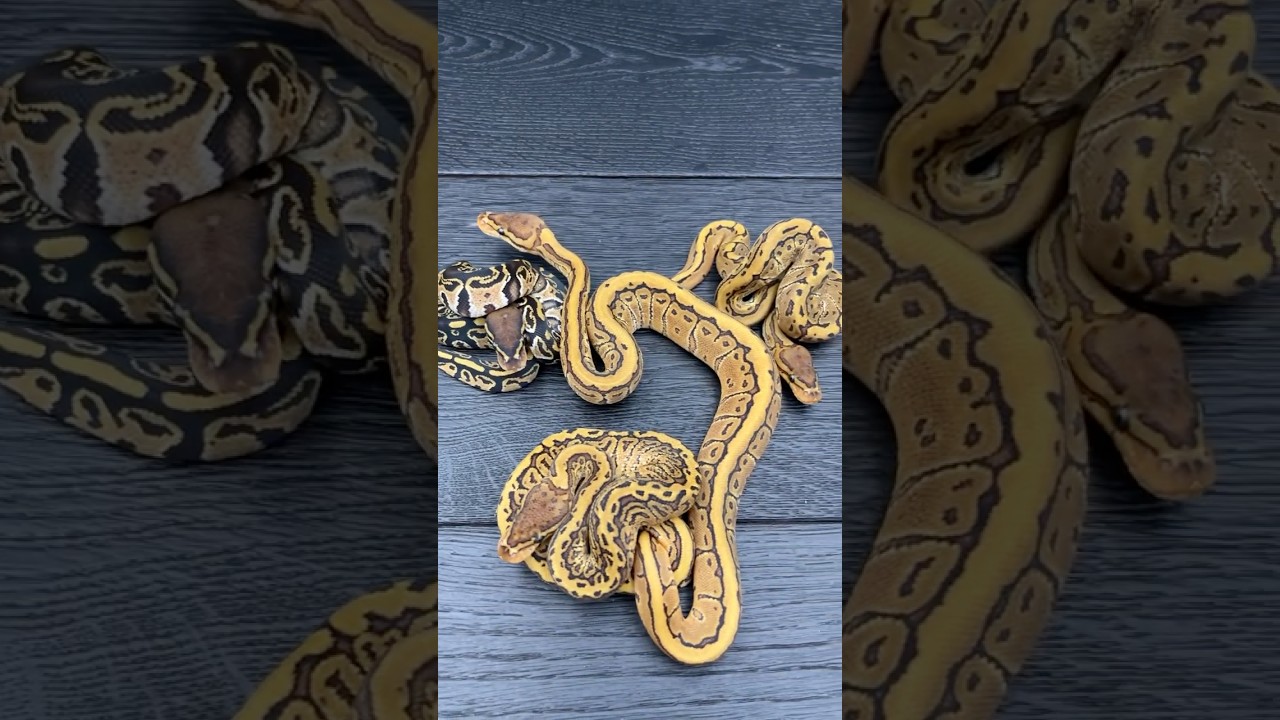 Pierwsze maluchy po pierwszej wylince #pytonkrólewski #reptiles #pythonregius #ballpython #snake