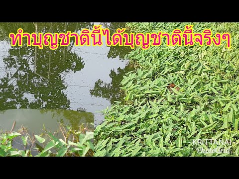 ทำบุญแล้วได้บุญชาตินี้ไม่ต้องรอชาติหน้า...การปลูกผักบุ้งริมคลองของน้าเล็ก